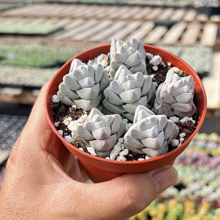 Crassula Deceptor (4 inch)