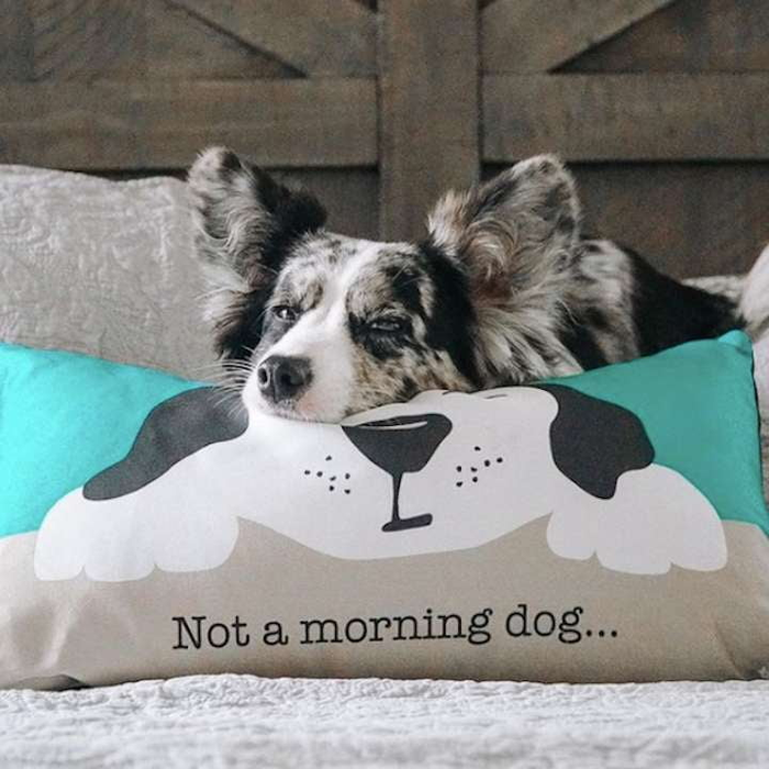 ACCENT-PILLOW-NOT-A-MORNING-DOG-COLLAR-LEASH-HARNESS